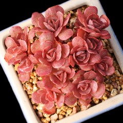 国产 烤多肉 秀妍群生多肉植物 园艺窗台桌面防辐射绿植组合盆栽花卉