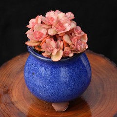 国产 烤多肉 秀妍群生多肉植物 园艺窗台桌面防辐射绿植组合盆栽花卉