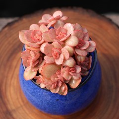 国产 烤多肉 秀妍群生多肉植物 园艺窗台桌面防辐射绿植组合盆栽花卉