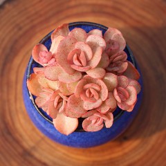 国产 烤多肉 秀妍群生多肉植物 园艺窗台桌面防辐射绿植组合盆栽花卉