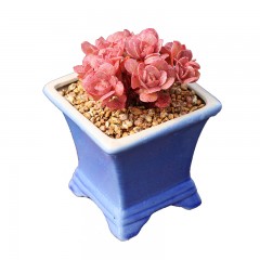 国产 烤多肉 秀妍群生多肉植物 园艺窗台桌面防辐射绿植组合盆栽花卉