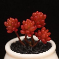 国产 多肉植物盆栽 办公室绿植 肉肉 景天 全状态 小老桩 红色浆果