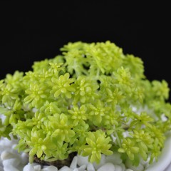 国产 黄金万年草多肉植物组合盆栽办公室内防辐射多肉绿植花卉迷你植物