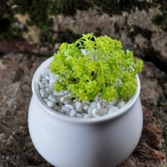 国产 黄金万年草多肉植物组合盆栽办公室内防辐射多肉绿植花卉迷你植物