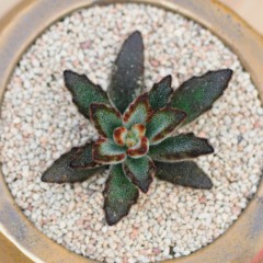 国产 黑兔耳 多肉植物组合盆栽 办公室内防辐射肉肉植物花卉绿植兔耳朵