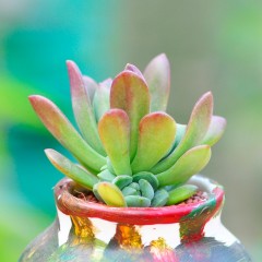 国产 多肉植物 红稚莲 办公室净化空气花卉绿植盆栽 肉肉植物