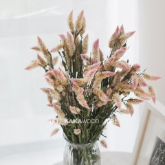 国产 天然浪漫粉色多头凤尾花干花束真花卧室插花家居装饰拍摄道具