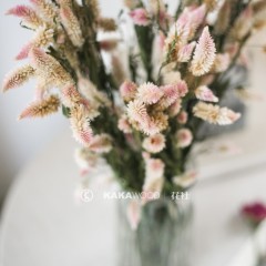 国产 天然浪漫粉色多头凤尾花干花束真花卧室插花家居装饰拍摄道具