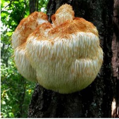 粤土越香 猴头菇养胃暖胃猴头菌 【健康有机暖胃】210g/包（单位：包）